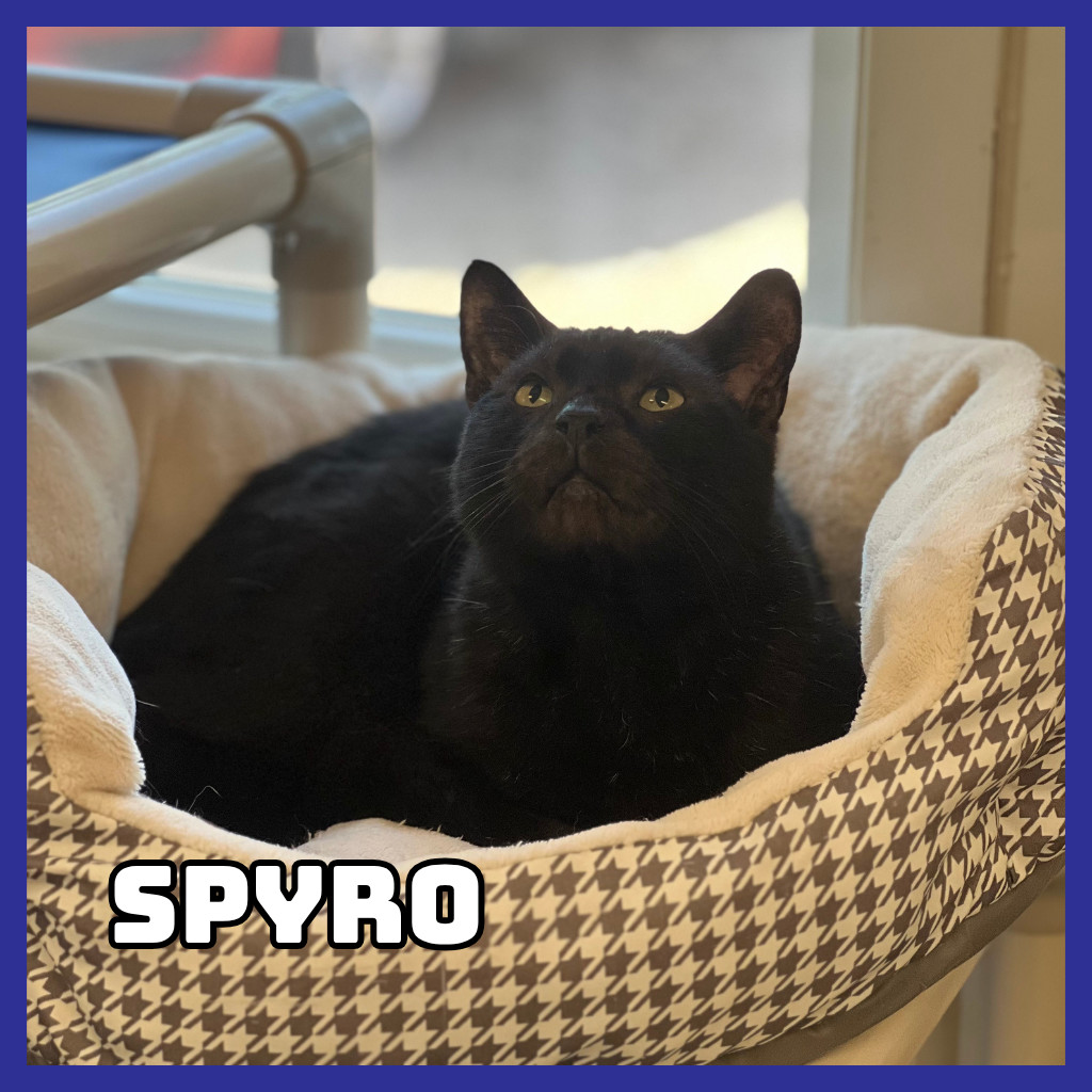 Spyro, an adoptable Domestic Short Hair in Glenwood, MN, 56334 | Photo Image 1