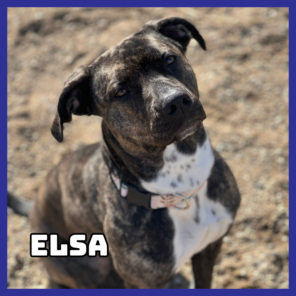 Elsa, an adoptable American Staffordshire Terrier in Glenwood, MN, 56334 | Photo Image 1