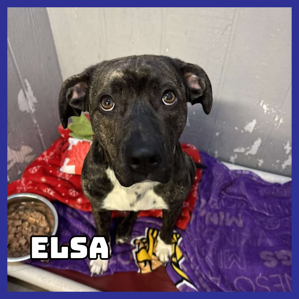 Elsa, an adoptable American Staffordshire Terrier in Glenwood, MN, 56334 | Photo Image 2