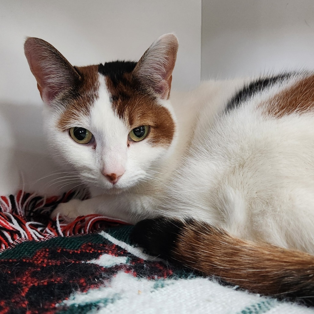 Pixie, an adoptable Domestic Medium Hair in Park City, UT, 84098 | Photo Image 1