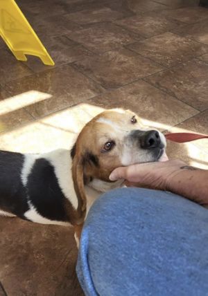 Banjee is an adorable small Beagle boy who is seven years old and weighs 28-pounds He loves to play
