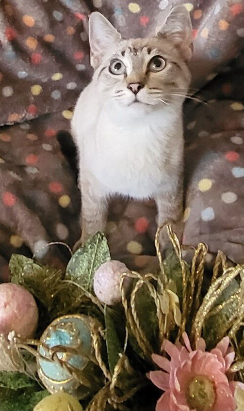 Figero