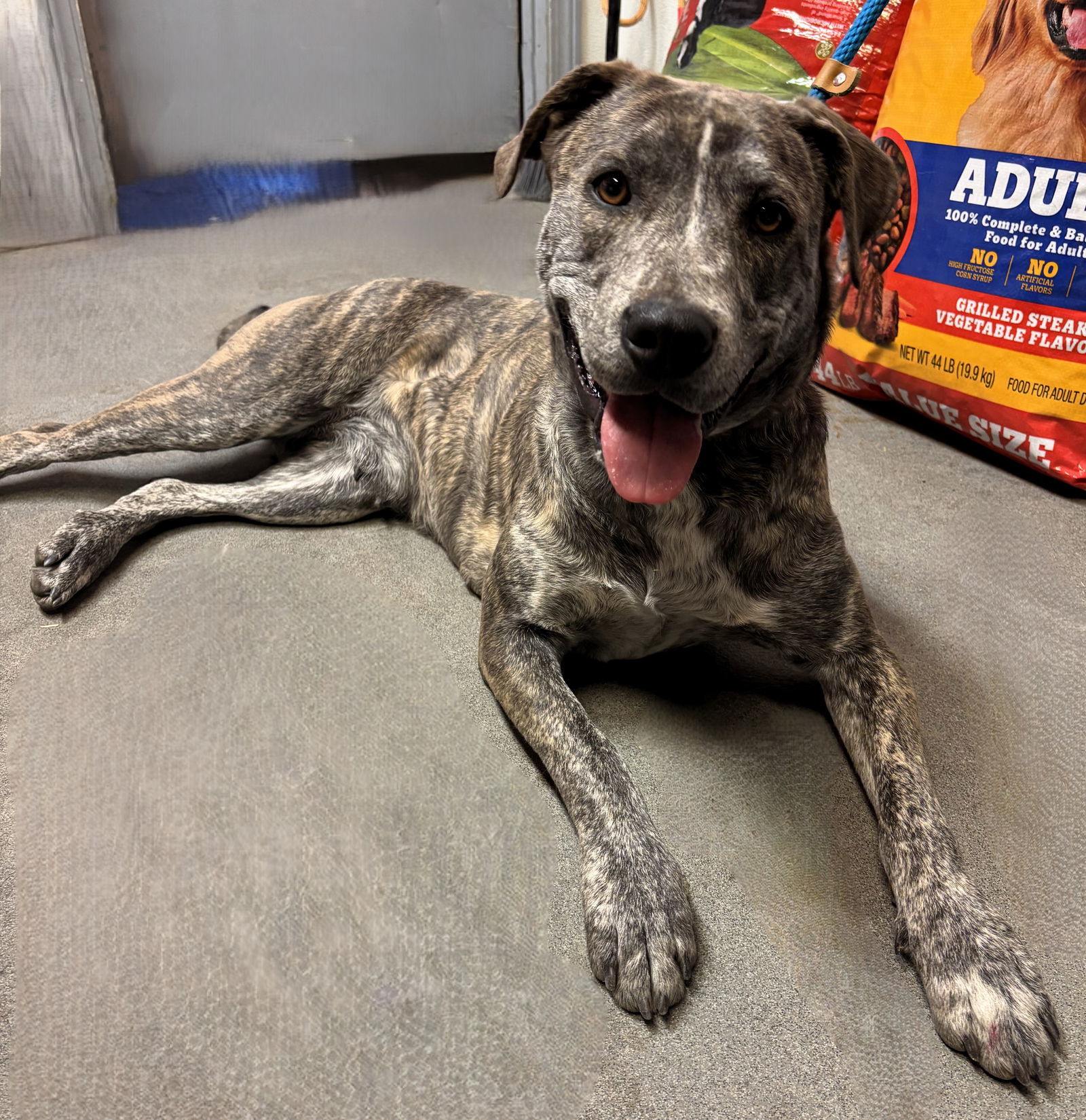 Kiwi, an adoptable Pit Bull Terrier in Las Vegas, NM, 87701 | Photo Image 1
