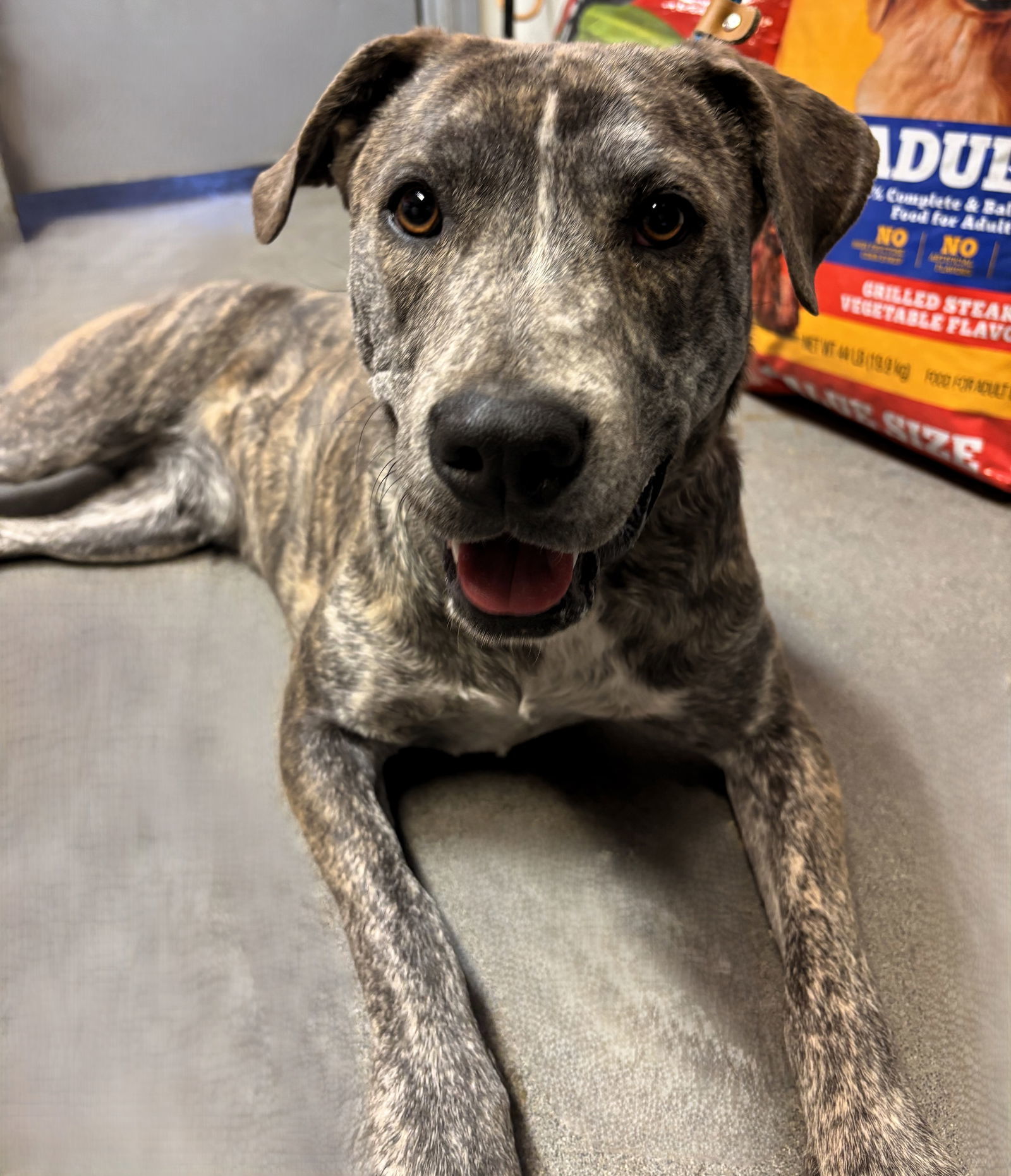 Kiwi, an adoptable Pit Bull Terrier in Las Vegas, NM, 87701 | Photo Image 2