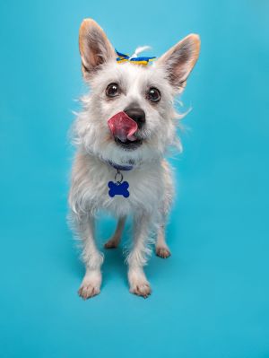 All of our dogs are spayedneutered shots current DHPP Bordetella and Rabies where applicable d