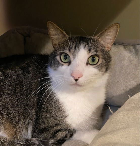 Cupid, an adoptable Domestic Short Hair, Tabby in Traverse City, MI, 49686 | Photo Image 1