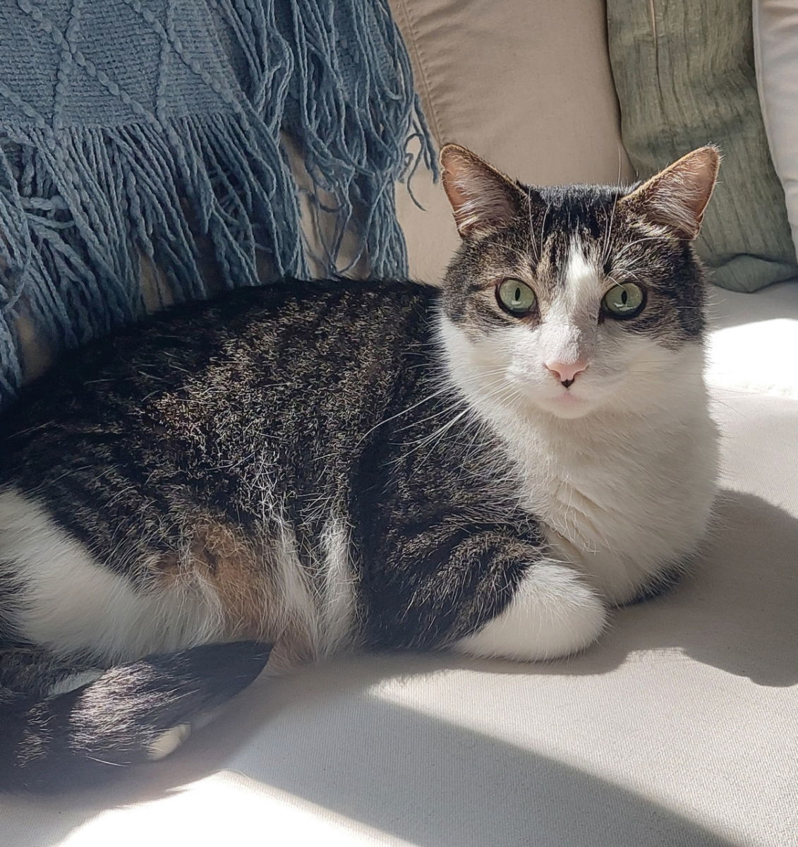 Cupid, an adoptable Domestic Short Hair, Tabby in Traverse City, MI, 49686 | Photo Image 1