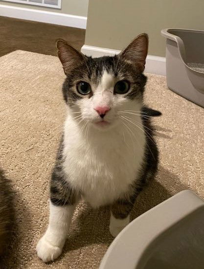 Cupid, an adoptable Domestic Short Hair, Tabby in Traverse City, MI, 49686 | Photo Image 2