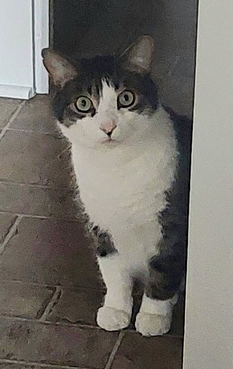 Cupid, an adoptable Domestic Short Hair, Tabby in Traverse City, MI, 49686 | Photo Image 2