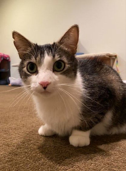 Cupid, an adoptable Domestic Short Hair, Tabby in Traverse City, MI, 49686 | Photo Image 3