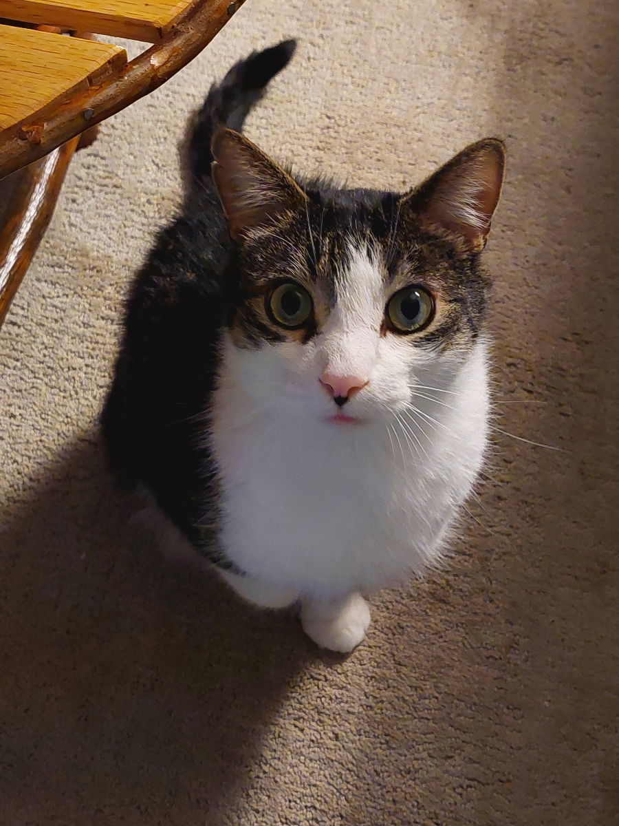 Cupid, an adoptable Domestic Short Hair, Tabby in Traverse City, MI, 49686 | Photo Image 3