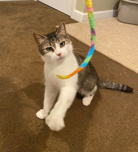 Aphrodite, an adoptable Domestic Short Hair, Tabby in Traverse City, MI, 49686 | Photo Image 1