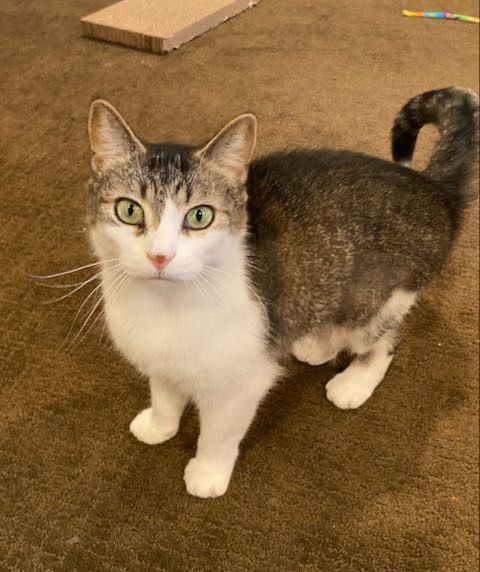 Aphrodite, an adoptable Domestic Short Hair, Tabby in Traverse City, MI, 49686 | Photo Image 2