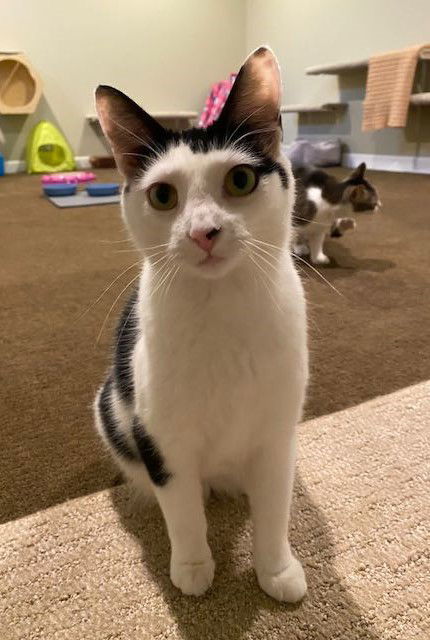 Cherub (Cher), an adoptable Domestic Short Hair, Tuxedo in Traverse City, MI, 49686 | Photo Image 1