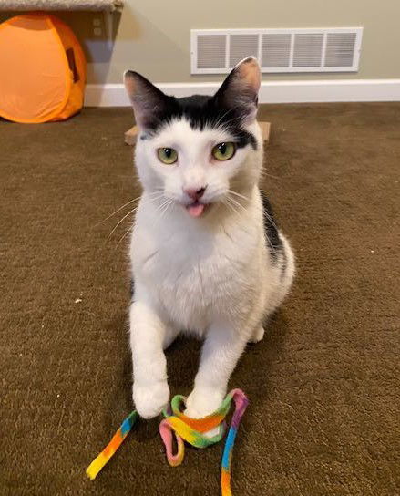Cherub (Cher), an adoptable Domestic Short Hair, Tuxedo in Traverse City, MI, 49686 | Photo Image 2