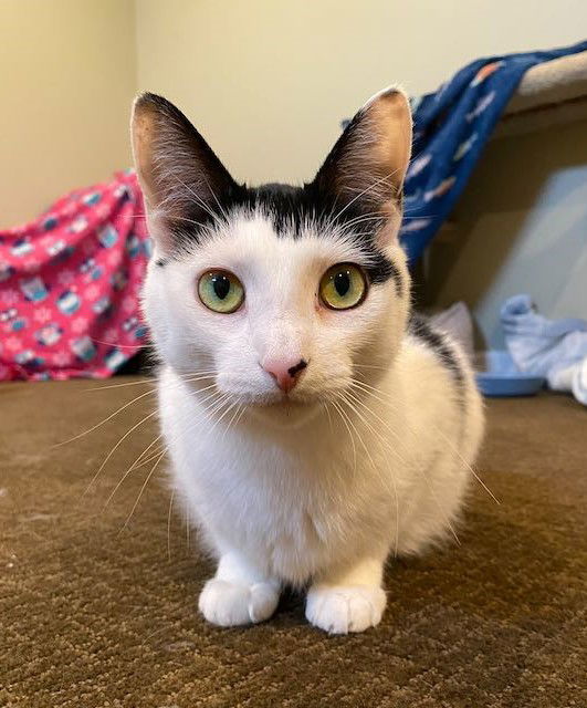 Cherub (Cher), an adoptable Domestic Short Hair, Tuxedo in Traverse City, MI, 49686 | Photo Image 3