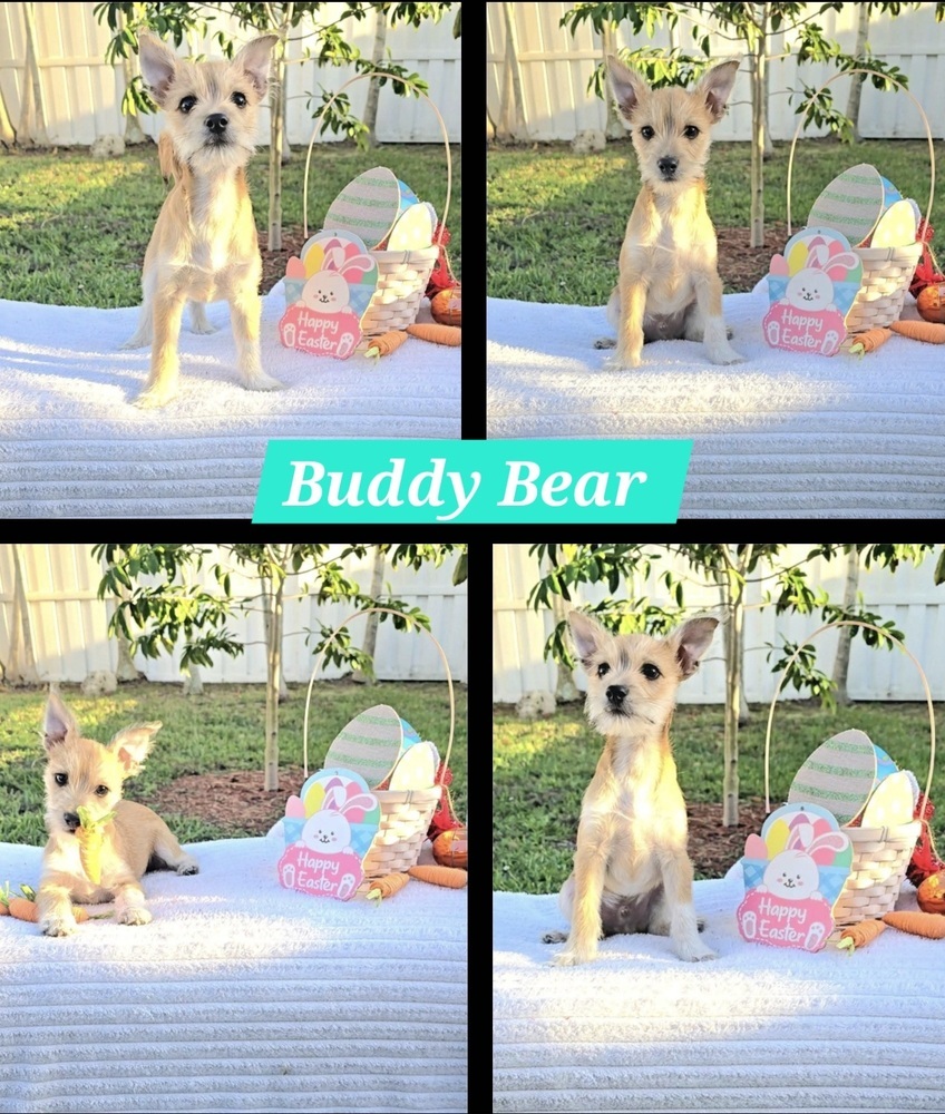 Buddy Bear