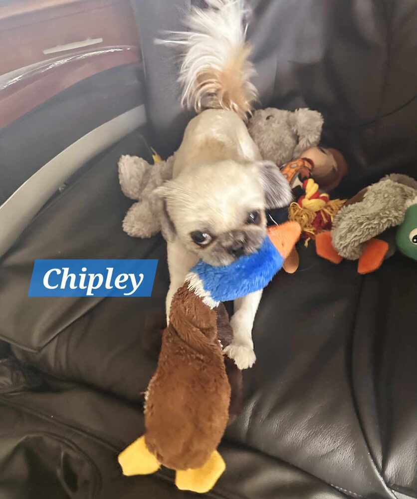 Chipley