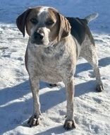 Colby