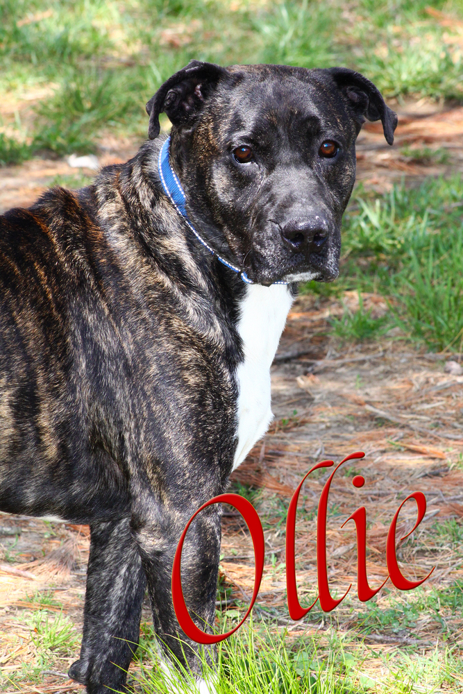 Ollie