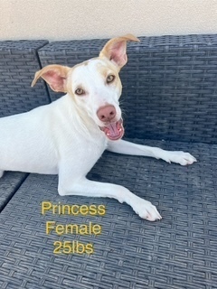 Princess