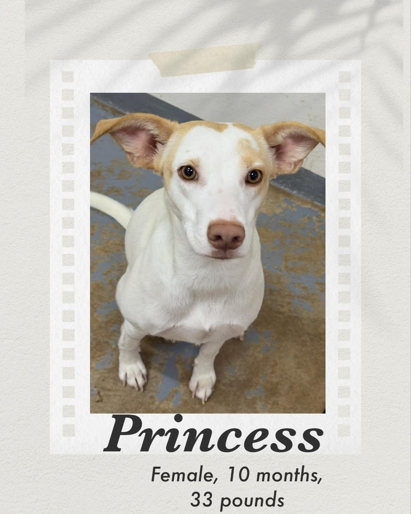 Princess