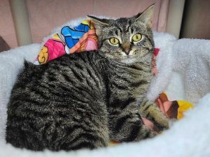 Stewie, Baby Male Domestic Short Hair