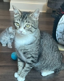 Misty-Adopt or Foster to Adopt