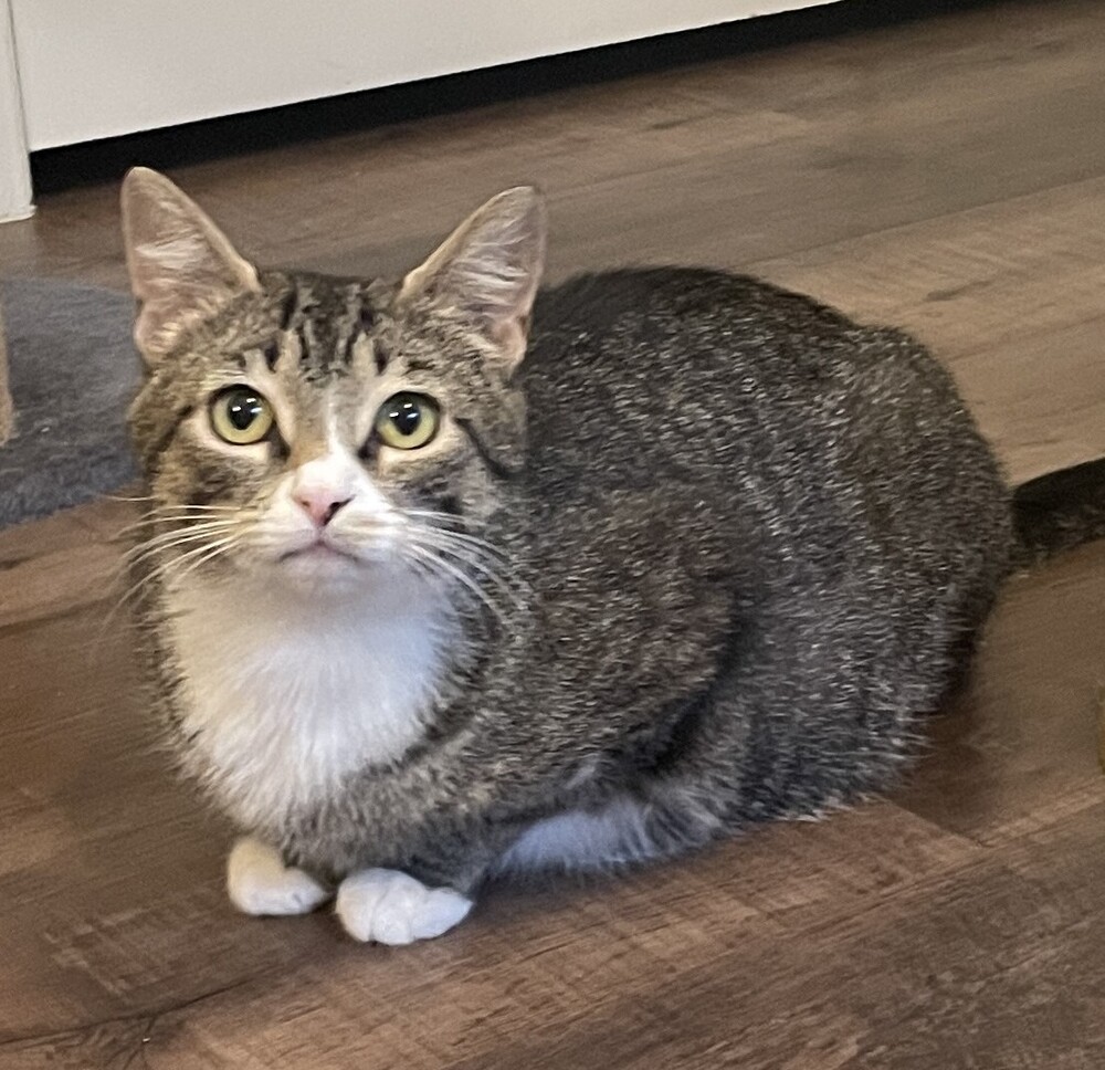 Misty-Adopt or Foster to Adopt
