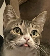 Misty-Adopt or Foster to Adopt