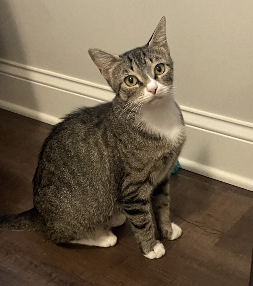 Misty-Adopt or Foster to Adopt