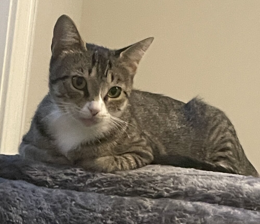 Misty-Adopt or Foster to Adopt