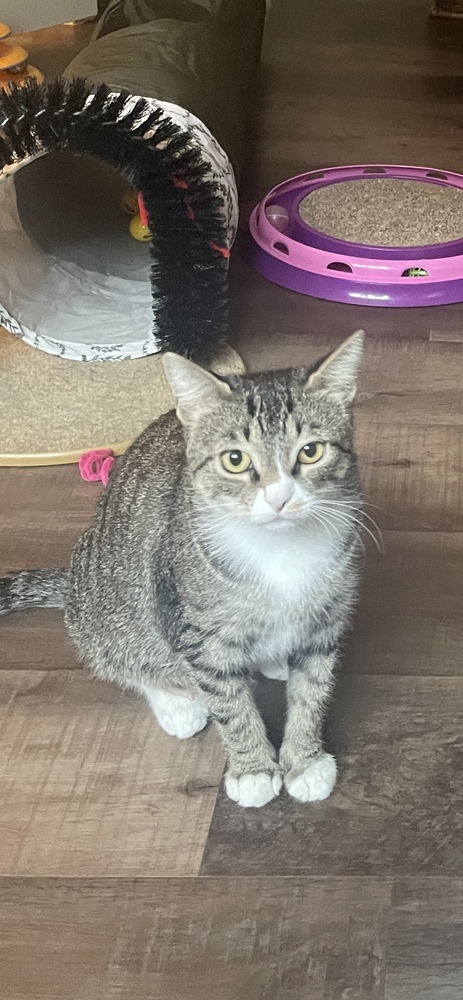 Misty-Adopt or Foster to Adopt