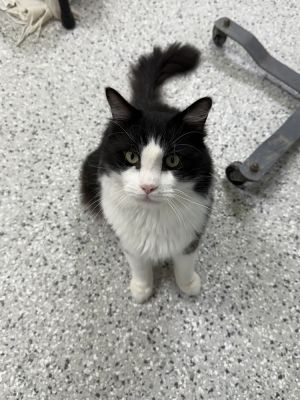 Plep, Adult Male Domestic Short Hair