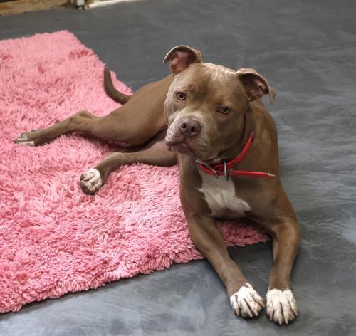 Avery, an adoptable Pit Bull Terrier in Thief River Falls, MN, 56701 | Photo Image 1