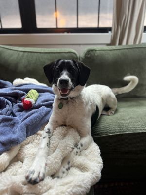 Charlie - 6 months  42lbs as of 4525 Pointer Mix Neutered Expected to be about 50lbs Full Grown