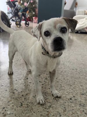 Ted - 6 years 18lbs PugChi Mix Neutered This dog is eligible to join our foster-to-adopt program