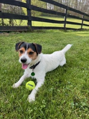 Taco - 1 year 24lbs Terrier Mix Neutered This dog is eligible to join our foster-to-adopt program