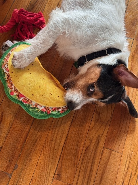 Taco