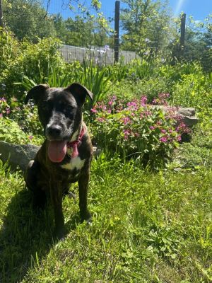 Beautiful - 4 months  25lbs as of 4525 BoxerTerrier Mix Spayed Expected to be about 50lbs Ful