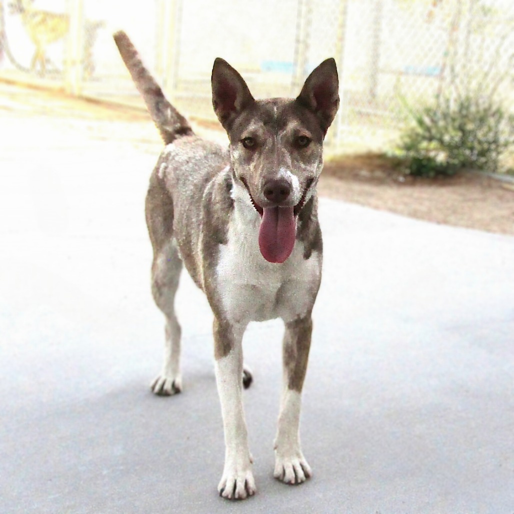 Fleur, an adoptable Mixed Breed in Las Cruces, NM, 88012 | Photo Image 1
