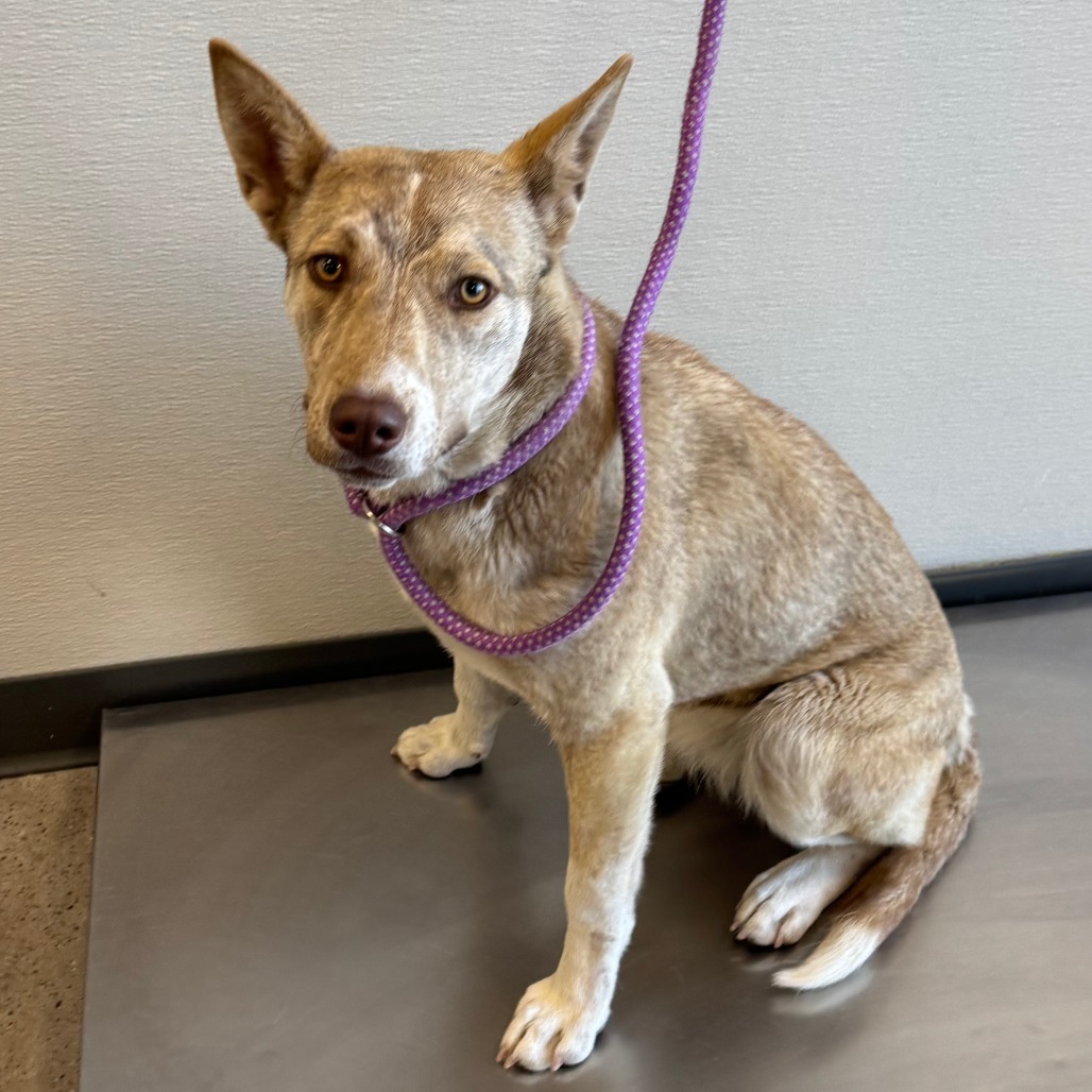 Fleur, an adoptable Mixed Breed in Las Cruces, NM, 88012 | Photo Image 2