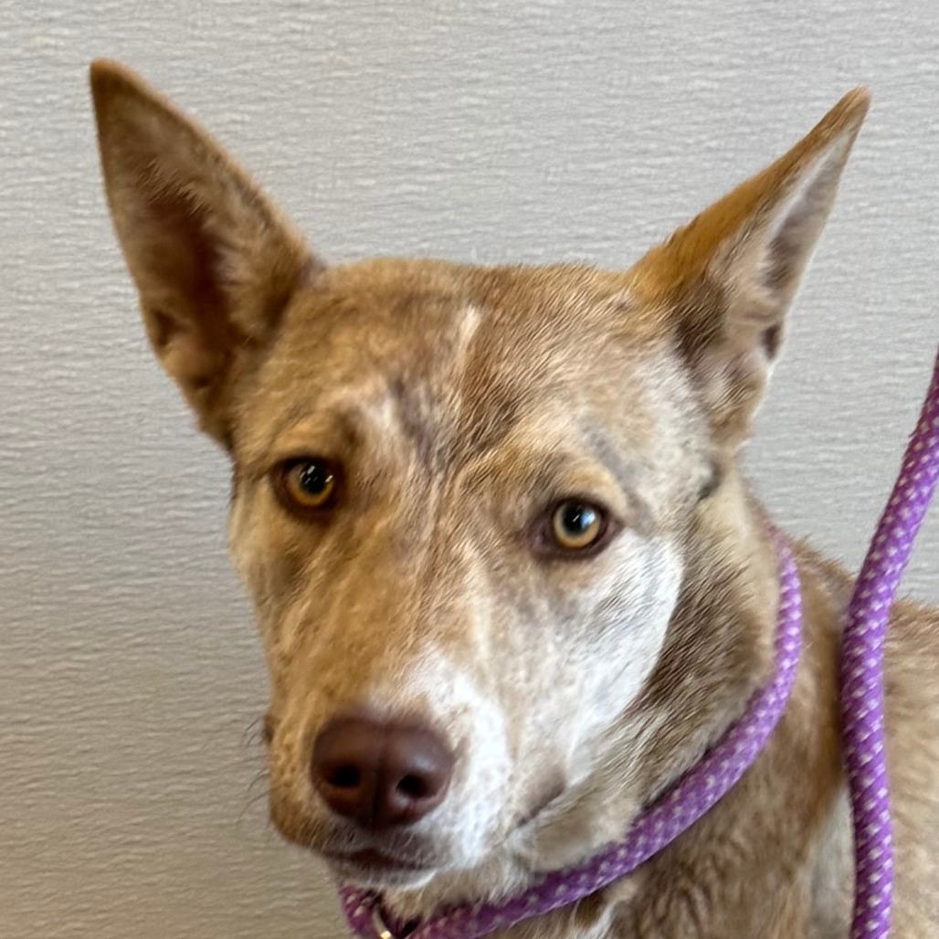 Fleur, an adoptable Mixed Breed in Las Cruces, NM, 88012 | Photo Image 3