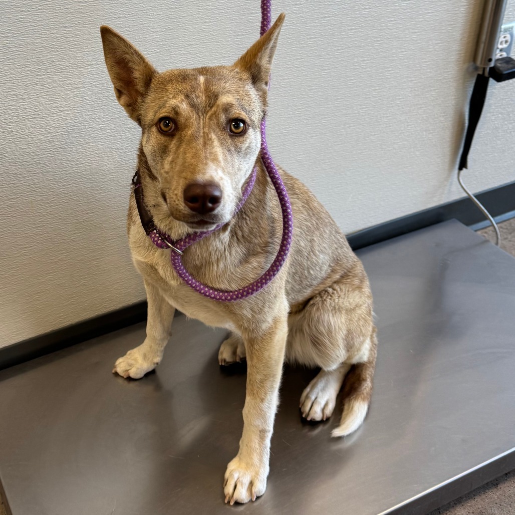Fleur, an adoptable Mixed Breed in Las Cruces, NM, 88012 | Photo Image 4