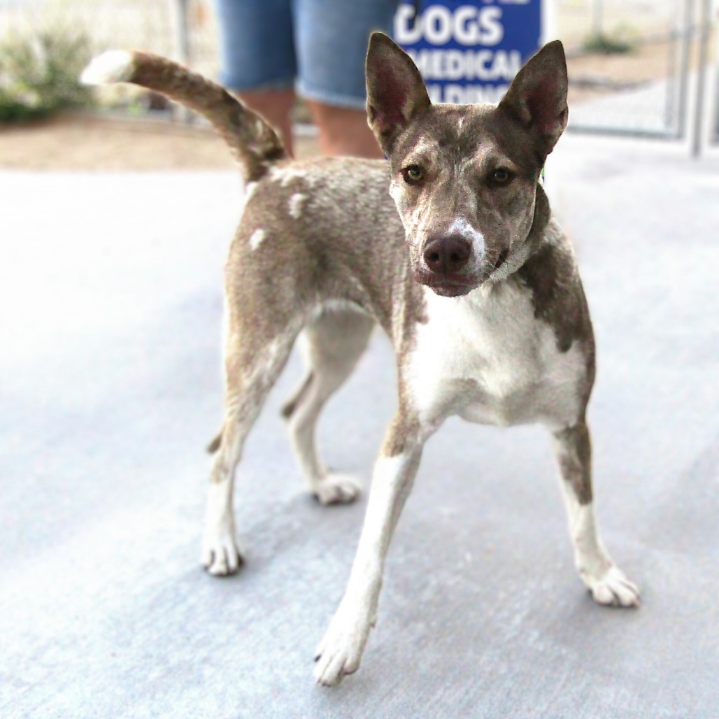 Fleur, an adoptable Mixed Breed in Las Cruces, NM, 88012 | Photo Image 5