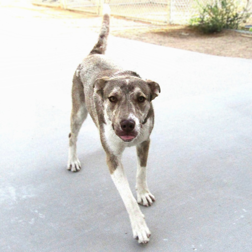 Fleur, an adoptable Mixed Breed in Las Cruces, NM, 88012 | Photo Image 6