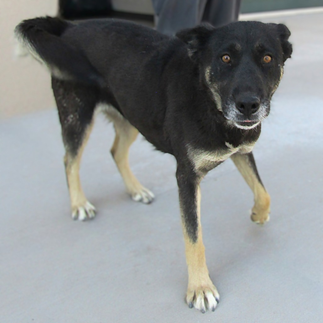 Raven, an adoptable Mixed Breed in Las Cruces, NM, 88012 | Photo Image 1