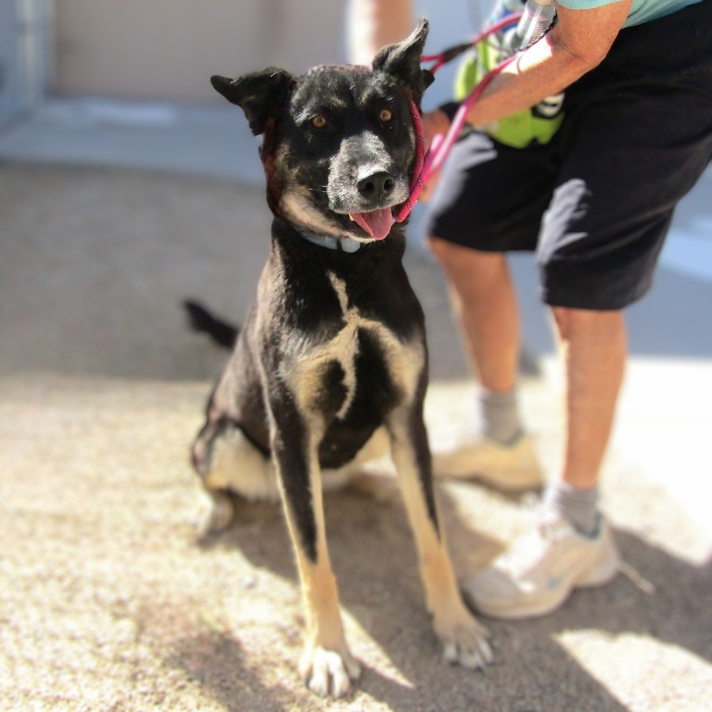 Raven, an adoptable Mixed Breed in Las Cruces, NM, 88012 | Photo Image 2