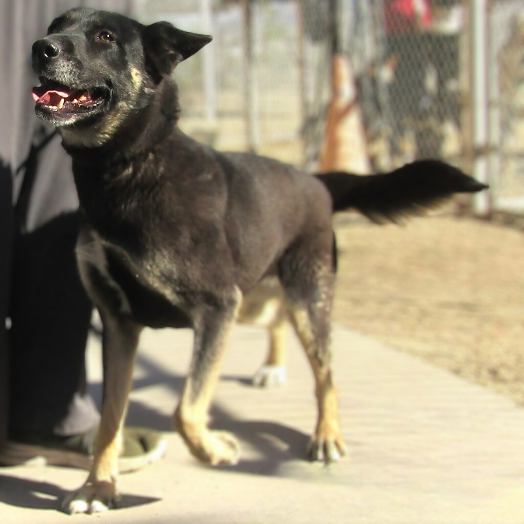 Raven, an adoptable Mixed Breed in Las Cruces, NM, 88012 | Photo Image 3