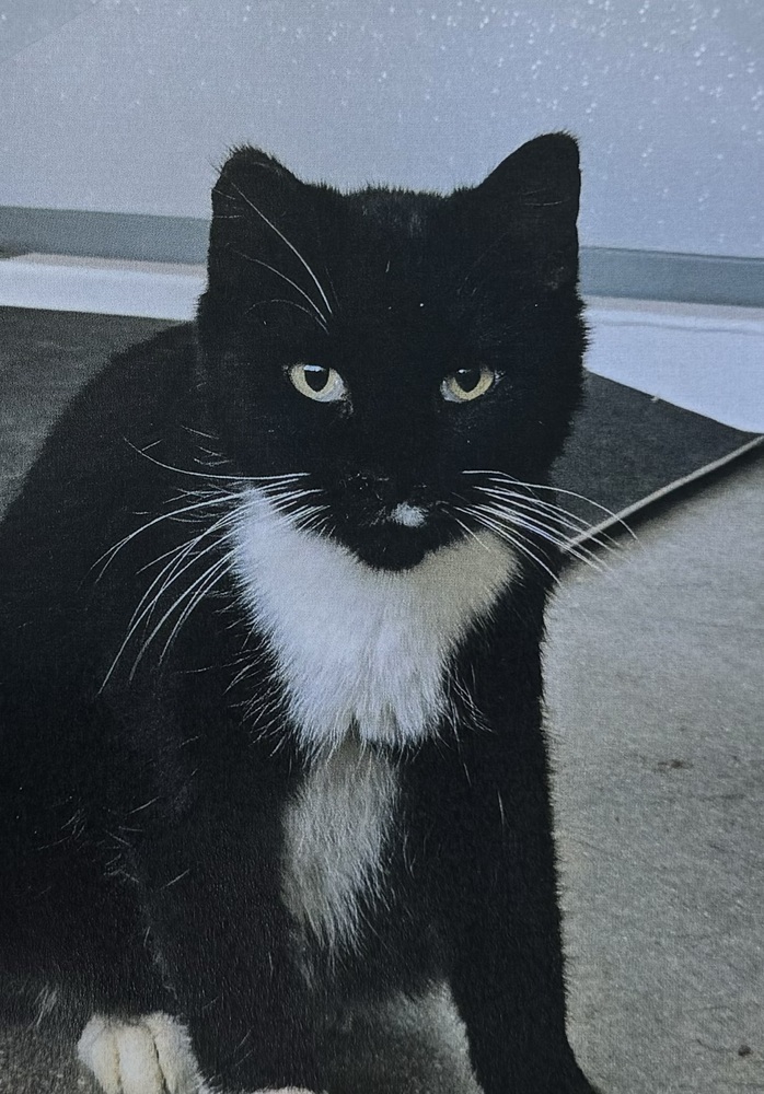 Wheezy
